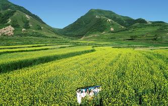 六盤山下 油菜花開(kāi)扮靚美麗鄉(xiāng)村