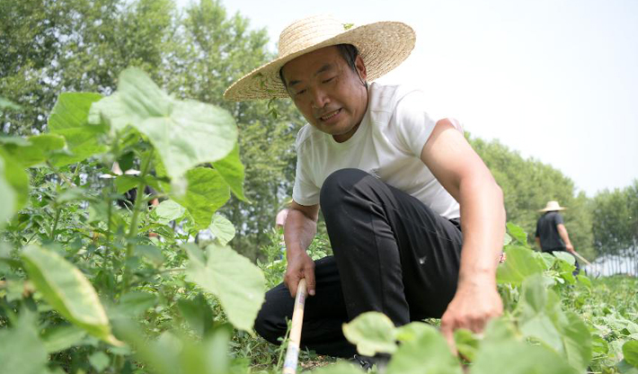 黑龙江望奎：种植中草药 脱贫奔小康