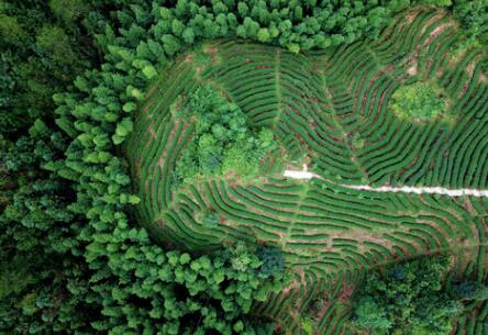 福建龙岩：高效用地，提升生态环境水平