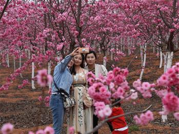 樱花漫山，一份14年的等待