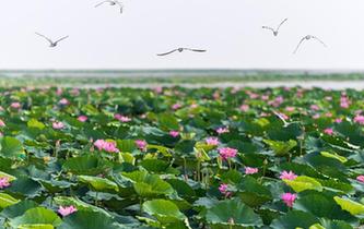 看今日洪湖：鷗鳥翔集 萬(wàn)荷飄香