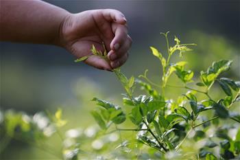 湖南張家界：“長壽藤茶”秋茶采摘忙