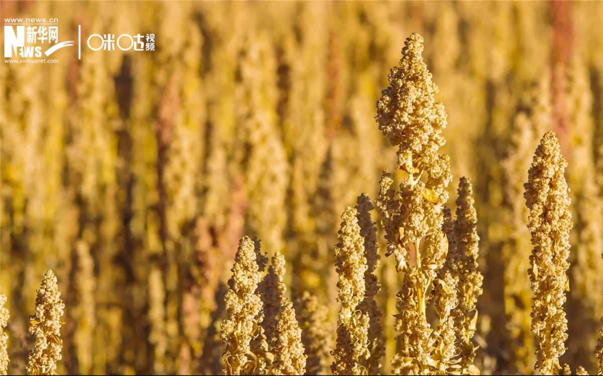 藜麦有极强的环境适应能力和低成本、高回报的种植模式