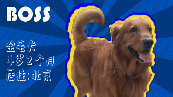 有效拴绳&科学遛狗——如何文明养犬？“捡屎官”们快看过来！