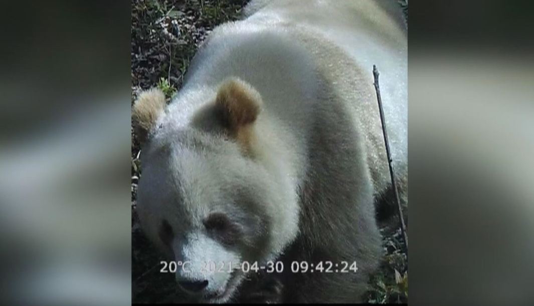 陕西再现野生棕色大熊猫