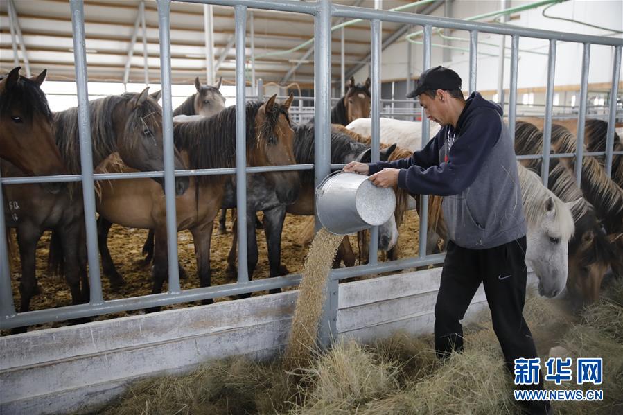 （国际·图文互动）（2）从“先遣队”到“正规军”——哈萨克斯坦骆驼奶粉入华记