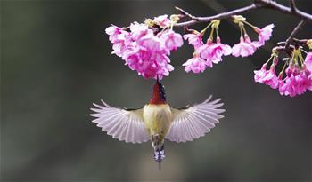 樱花丛中鸟翻飞